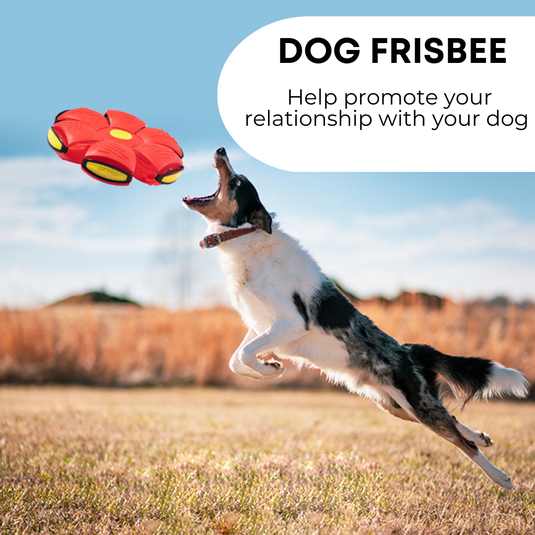 Pawmerv™ Dog Frisbee